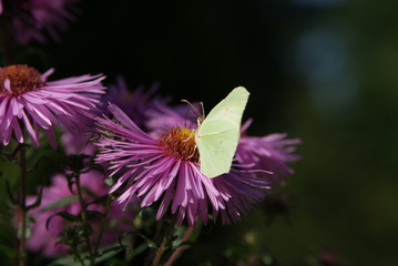 Fototapeta Motyl na fioletowym kwiecie obraz