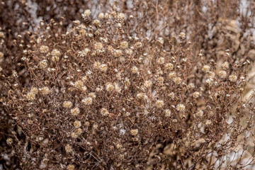 texture of small dry brown flowers left in the winter on the flower bed