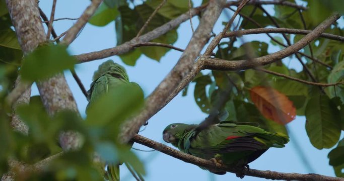 Pair Of Mealy Parrots In A Tree, Costa Rica