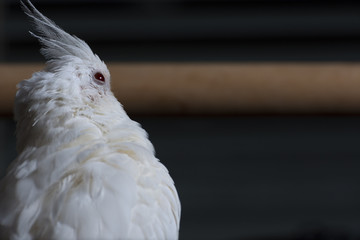 female cockatiel portrait