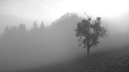 Obraz na płótnie Canvas Nebel Baum