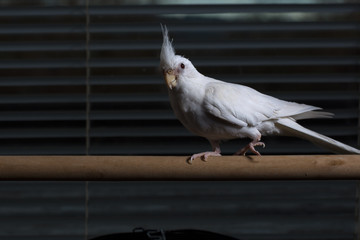 A female cockatiel standing on a wooden perch 