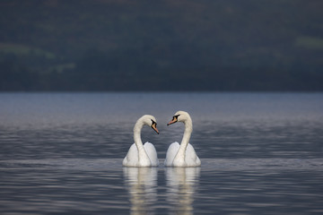 Naklejka na ściany i meble Swans creating a heart with their necks