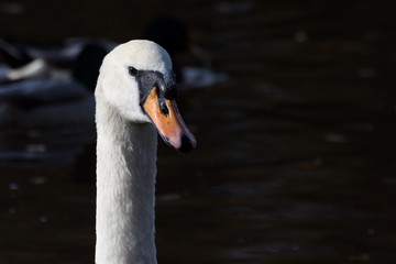 A swan portrait