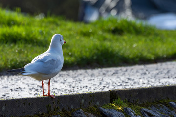 a seagull looking for food