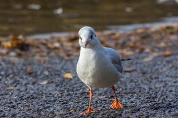 Seagull poses for the camera