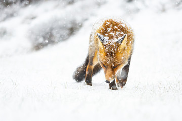 red fox in the snow