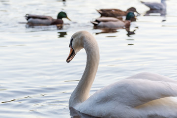 a swan swimming through Loch Lomond