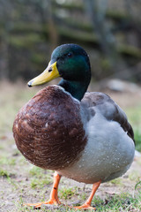 A proud male duck standing tall