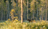 Brown bear in colorful landscape, forest background.