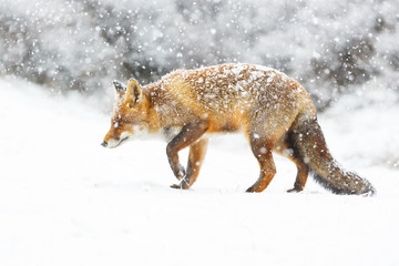 Fototapeta na wymiar red fox in the snow