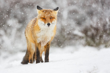 red fox in the snow