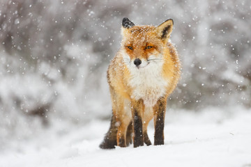 red fox in the snow