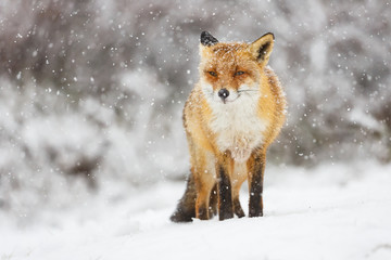 red fox in the snow