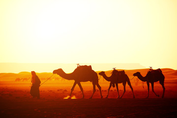 Fototapeta na wymiar Caravan of camels in Sahara desert, Morocco