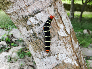Pseudosphinx tetrio, also called Rasta caterpillar, plumeria caterpillar, tetrio sphinx, giant gray sphinx, frangipani hornworm