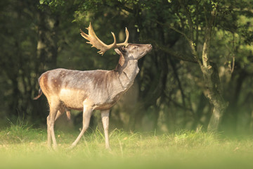 Proud Fallow Deer stag, Dama Dama, in a green forest