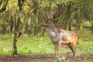 Naklejka na ściany i meble Big Fallow deer stag with large antlers walking in a forest