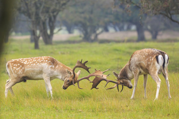 Fallow deer, Dama Dama, fighting during rutting season.