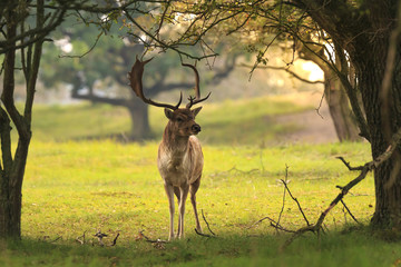 Male fallow deer, Dama Dama, foraging during sunsrise.