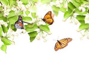 Flowers of apple and monarch butterflies