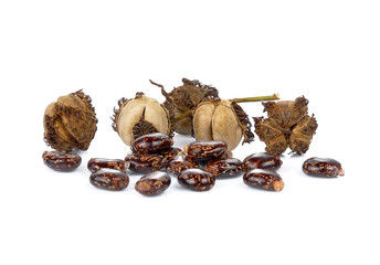 Castor oil seeds (Ricinus Communis) isolated on white background