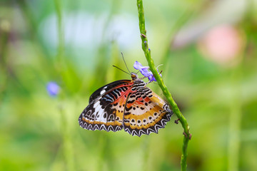 Fototapeta na wymiar Red Lacewing (Cethosia bilbis) tropical butterfly resting in feeding nectar