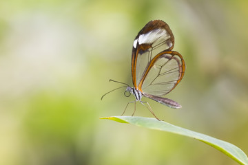 Fototapeta na wymiar Close up of Greta oto, the glasswinged butterfly