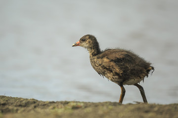 Young common moorhen, Gallinula chloropus
