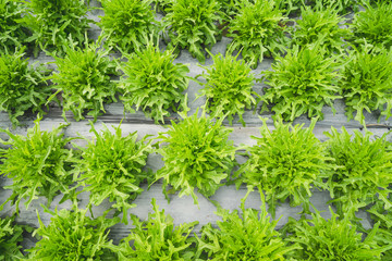 Lettuce green leaf in field, vegetable fresh in farm, salad.