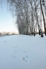 Fototapeta na wymiar winter landscape with footprints in the snow