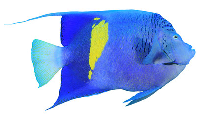 Angelfish fish isolated on white. Arabian (Yellowbar) Angelfish