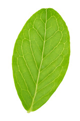 Cowberry leaf isolated on a white.