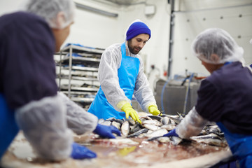 Group of seafood processing staff working with fresh sardines in plant