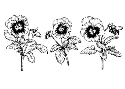 Fototapeta Set graphic the branch of the garden pansy flower (Violet, Viola, heartsease, kiss-me-quick, stepmother, flammola). Black and white outline illustration hand drawn work, isolated on white background.