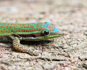 Ornate day gecko in natural habitat