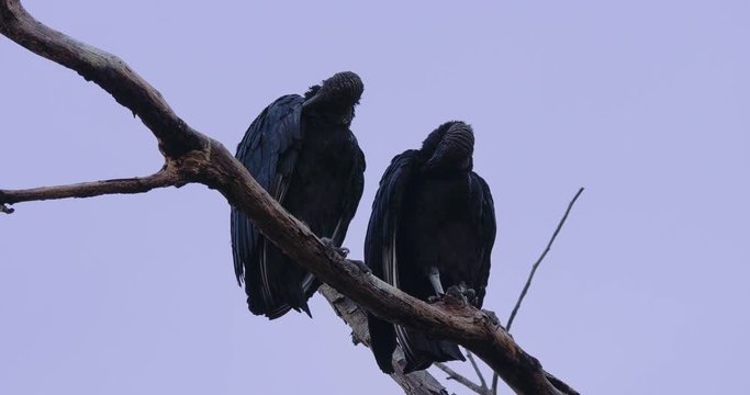 Black Vultures On A Tree, Costa Rica