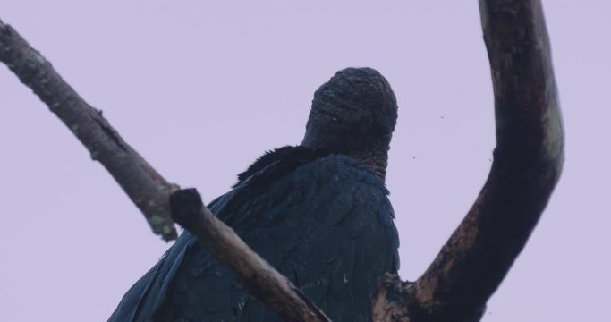 Black Vultures On A Tree, Costa Rica