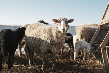 Obraz premium horizontal shot of white grown big sheep looking at the camera.