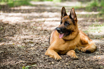 Naklejka premium Shepherd looks to the distance