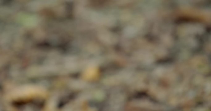 Black Vulture On The Ground, Costa Rica
