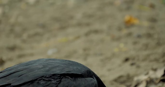 Black Vulture On The Ground, Costa Rica