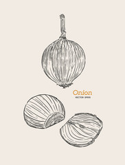 Onion hand drawn vector set.