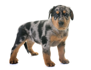 puppy beauceron in studio