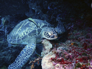 Obraz na płótnie Canvas Tortuga marina