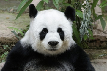 Fototapeta na wymiar Fluffy Female Giant Panda in Thailand