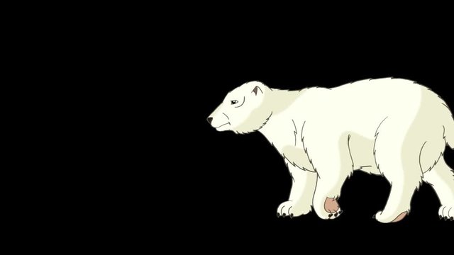 Polar Bear Walks Alpha
