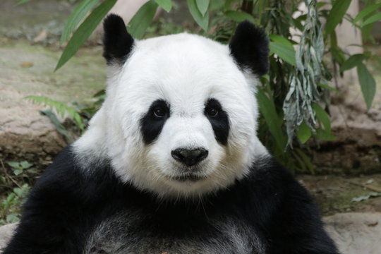 Fluffy Female Giant Panda in Thailand