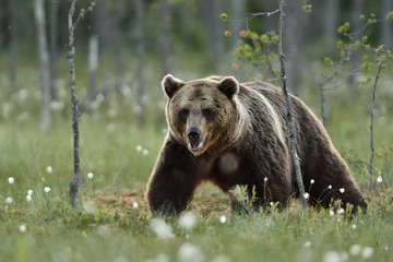 Obraz na płótnie Canvas Adult male brown bear