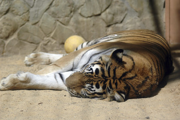 Tigre